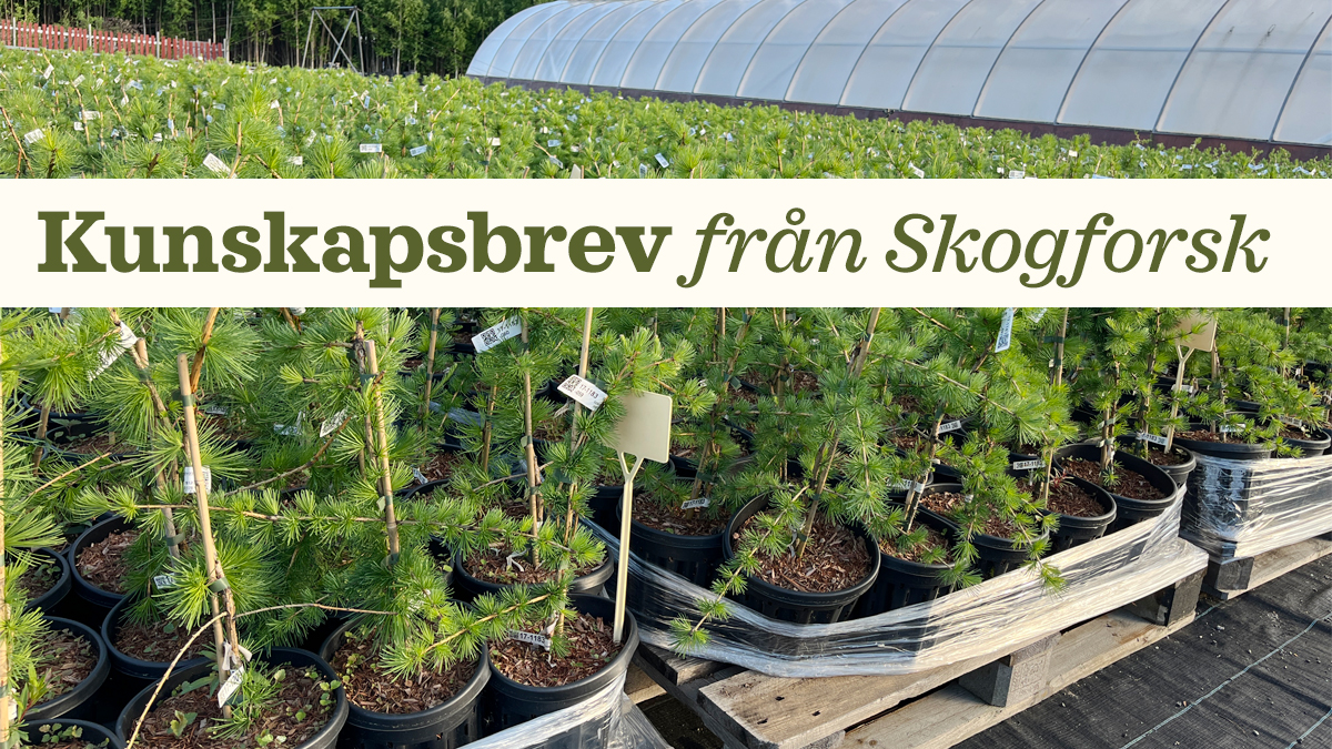 Toppbild: kunskapsbrev från Skogforsk
