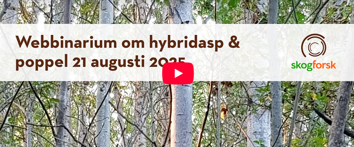Allvarliga törskateangrepp i Norrbotten