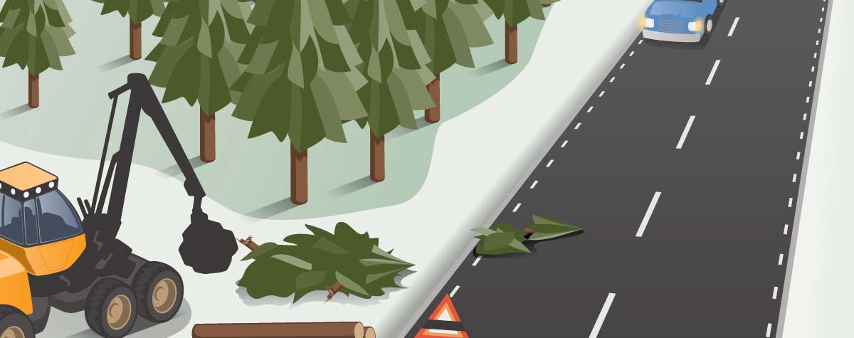 Avverkning nära väg