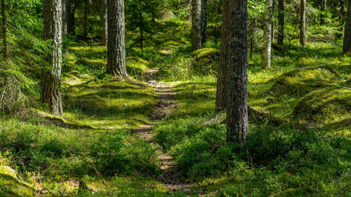 Spårning gammal hänsyn