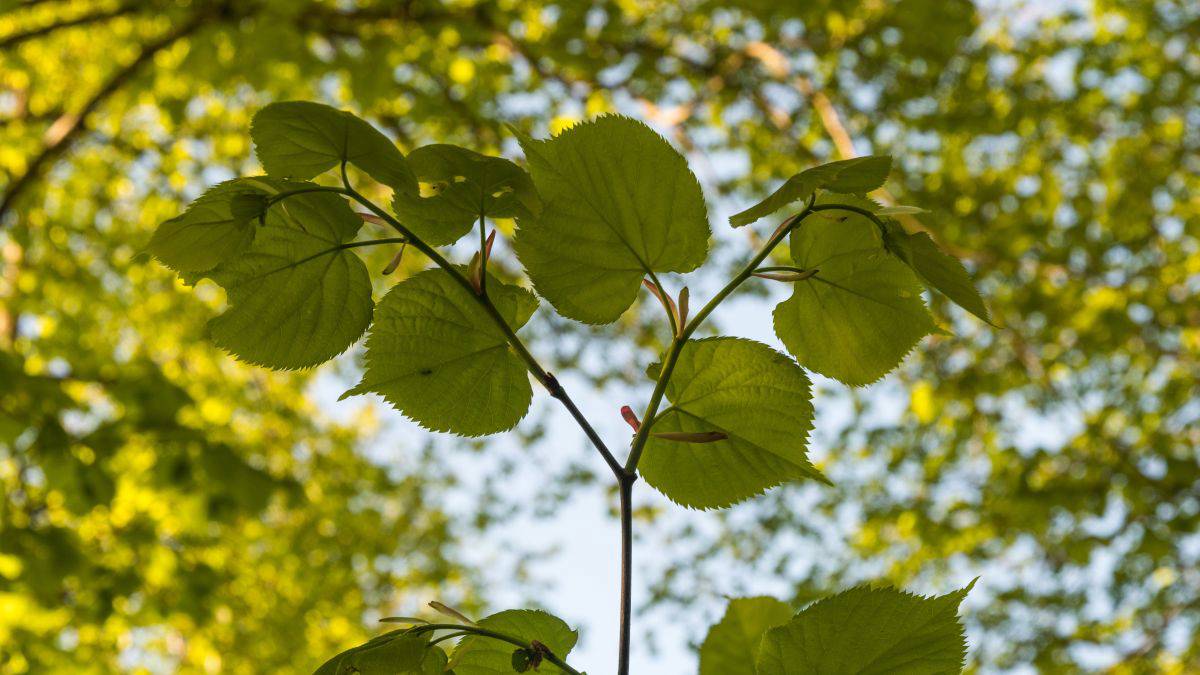 Leaf