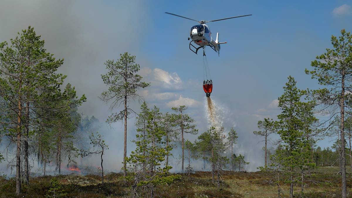 David Rönnblom, Holmen Skog