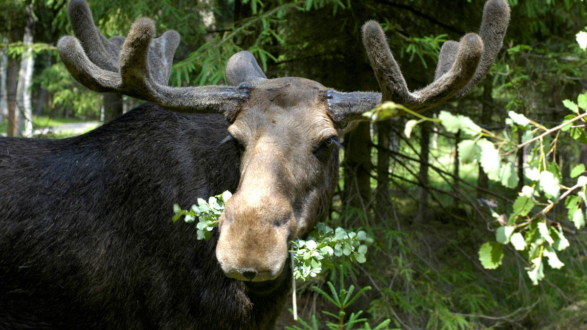 Animal