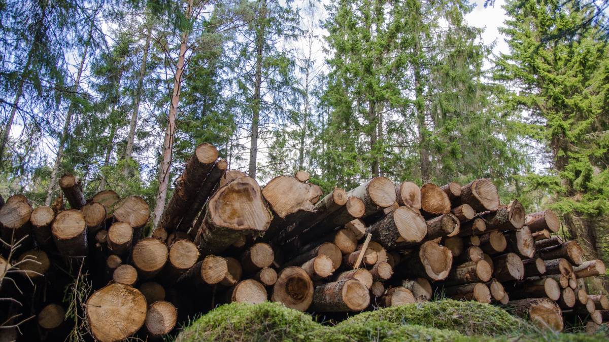 Lumber