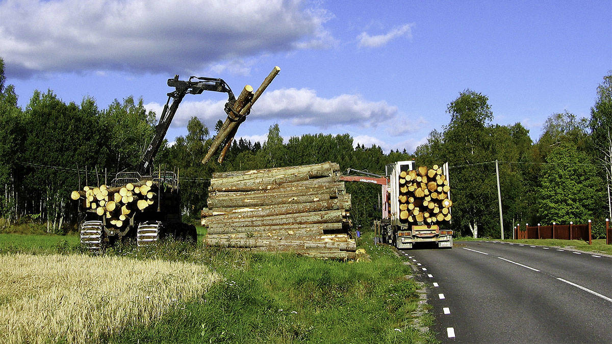 Wood