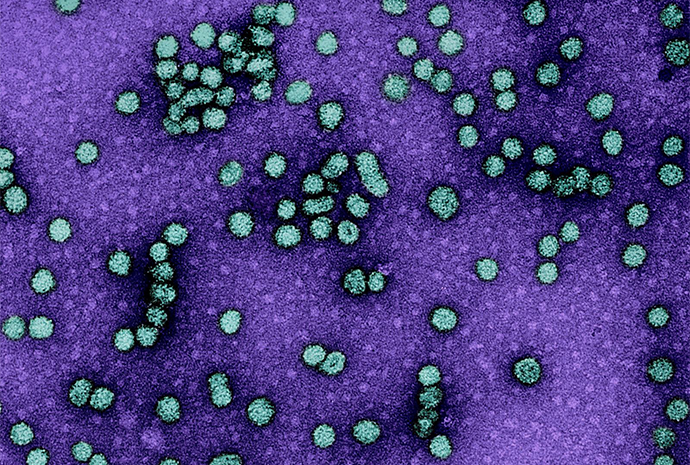 Image of hepatitis B virus particles