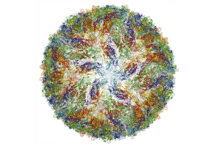 Illustration of the Zika virus