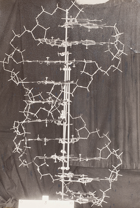 Original model of the structure of DNA