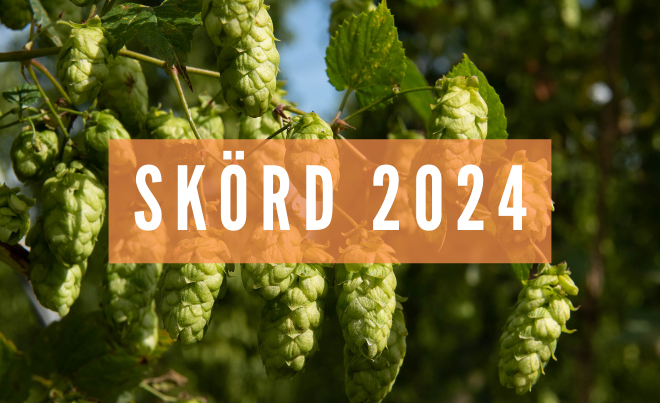 Humle skördad 2024